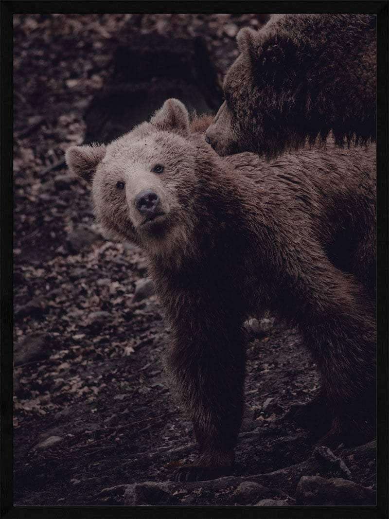 Grizzlybjørne Unge Plakat - Beroligende Dyrekunst