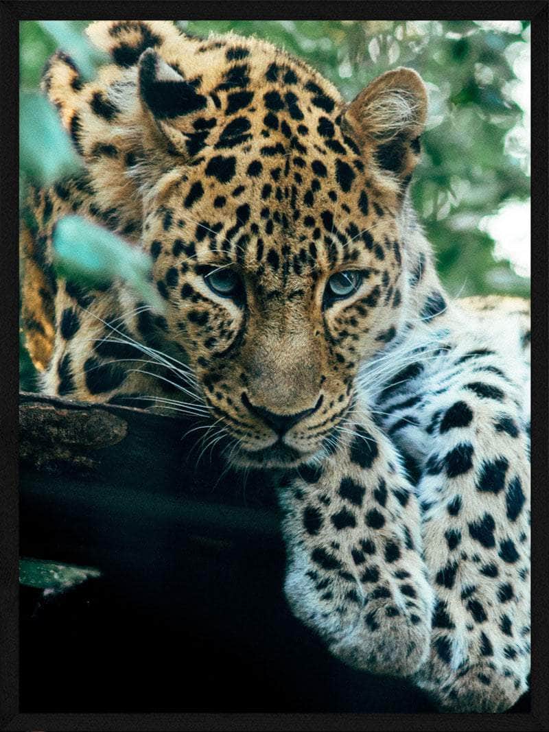 Leopard Plakat i Skov – Farverig Kunst til Dit Hjem