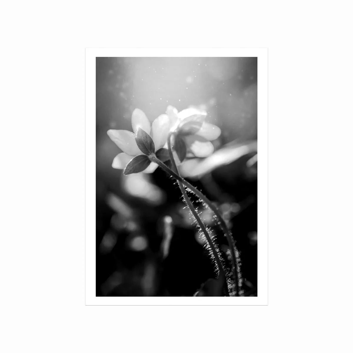Make A Wish Plakat – Elegant Vægkunst til Dit Hjem