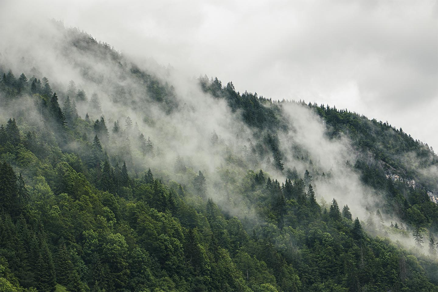 Mysterious Forest Fog Af Rasmus Gundorff Sæderup
