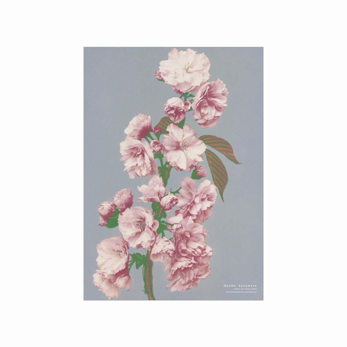 Ogawa Kazumasa Kirsebærblomst Plakat – Japansk Skønhed!