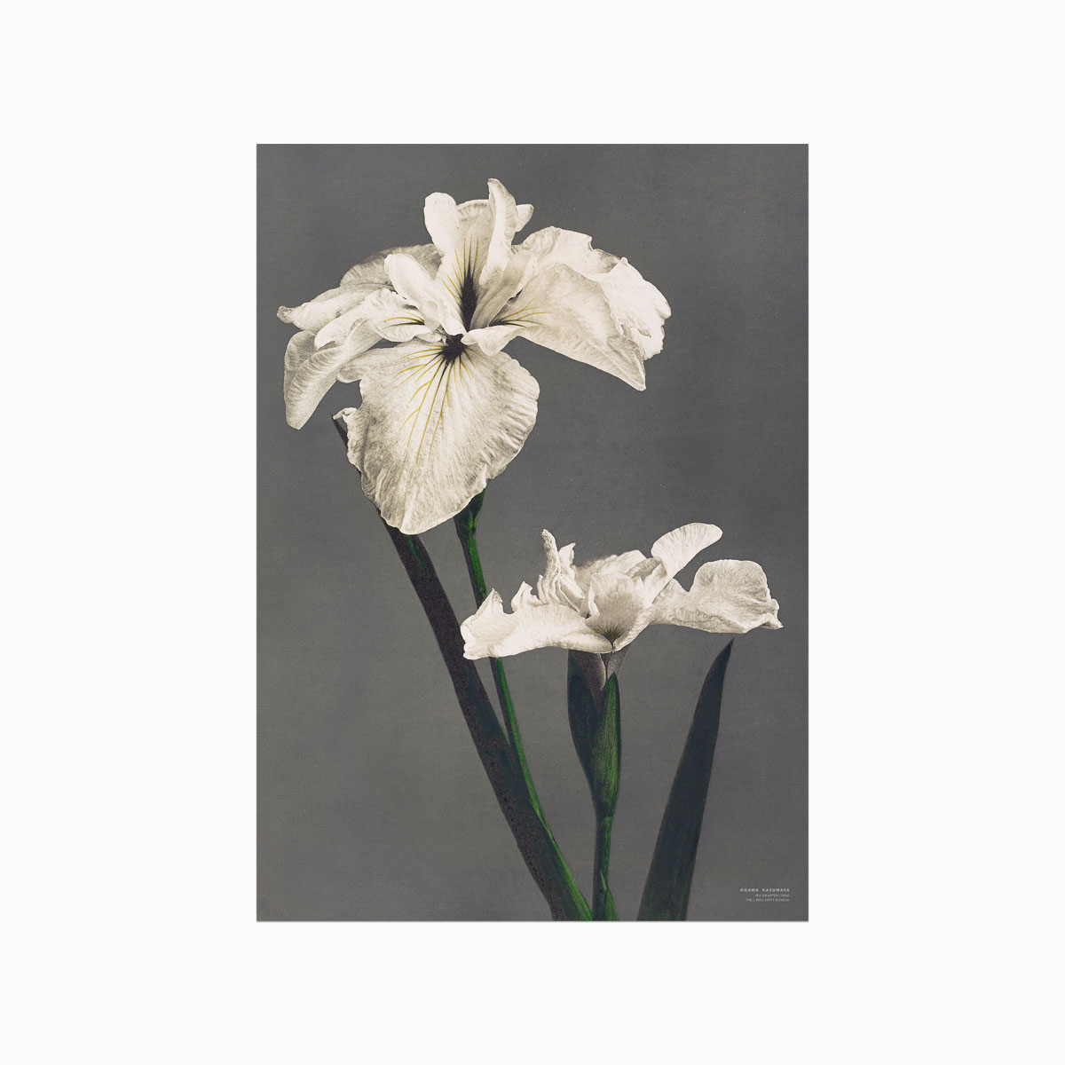 Ogawa Kazumasa Iris Plakat – Japansk Kunst til Væggen