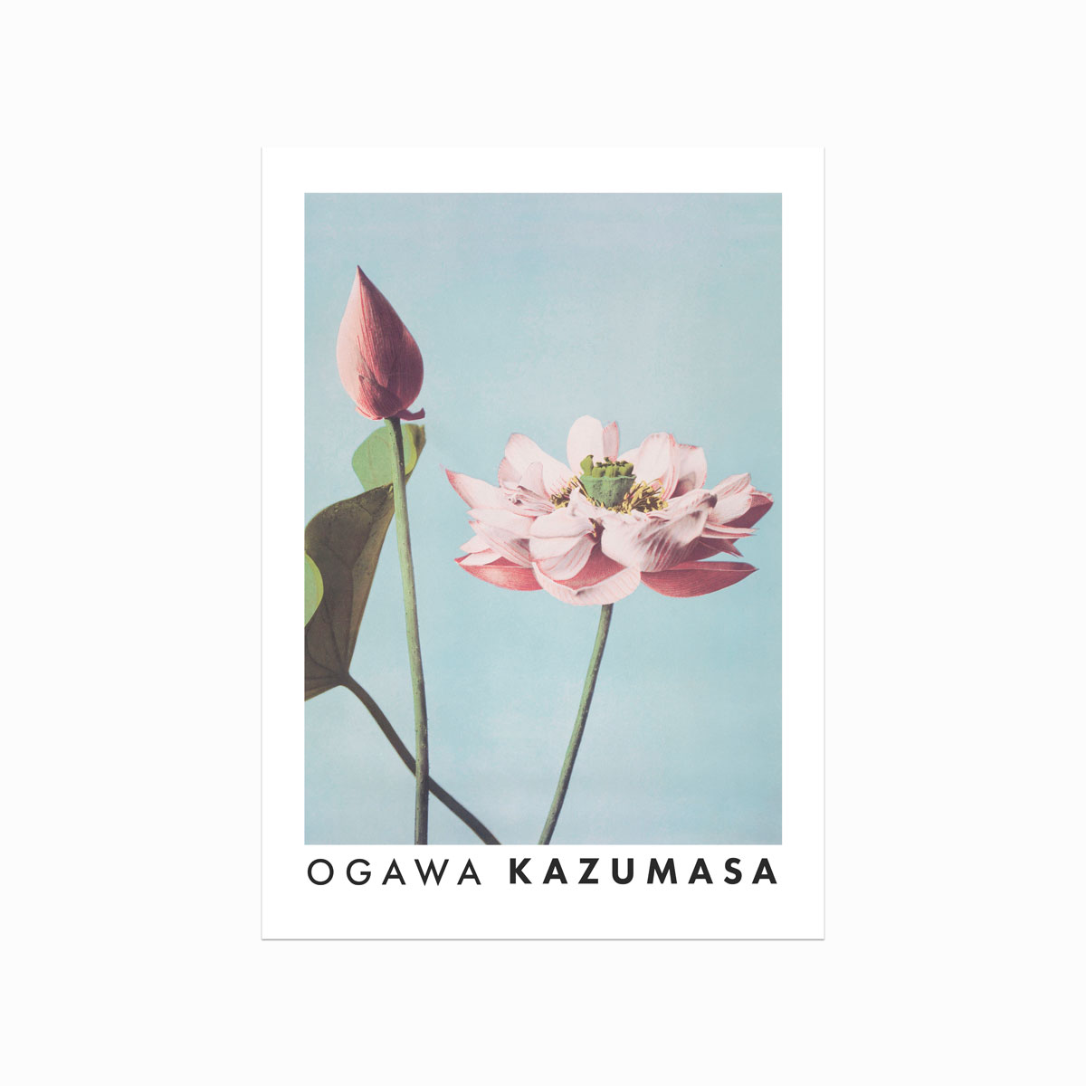 Ogawa Kazumasa Lotusplakat – Elegant Indretning til Hjemmet!