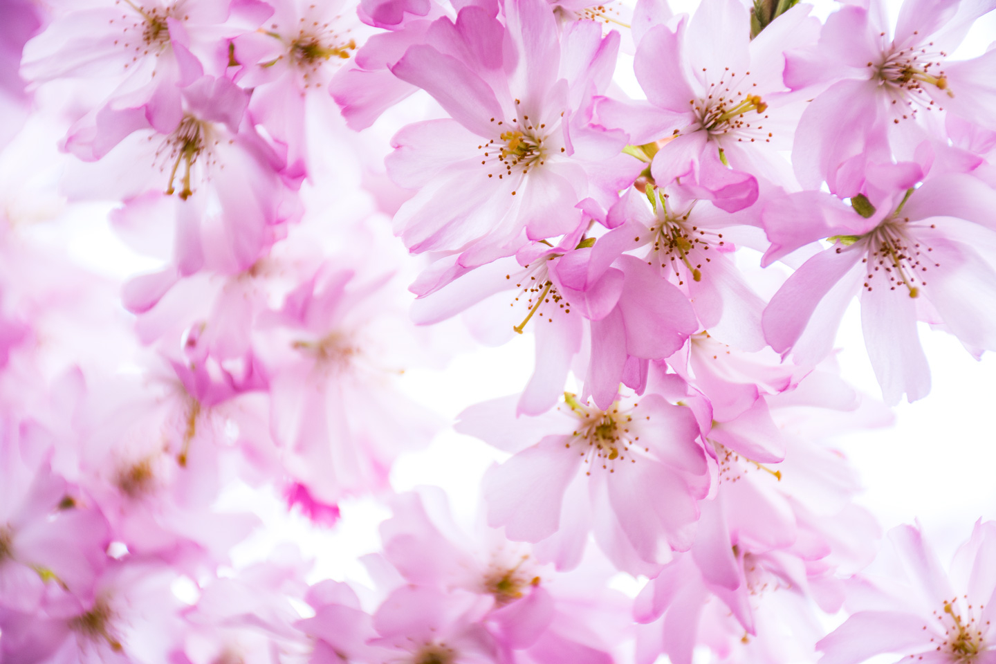 Pink Cherry Dream Kunstværk af Kirsten Stigsgaard