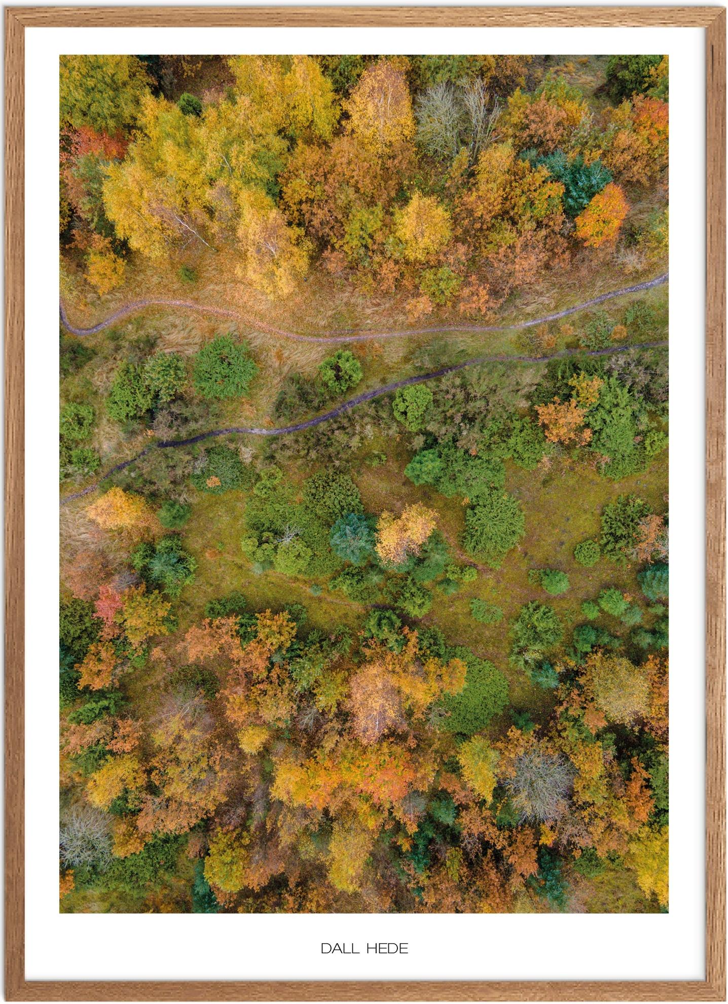 Plakat Dall Hede Naturplakat Plakater Nordjylland Plakat Plakatsnedkeren Drone-plakater