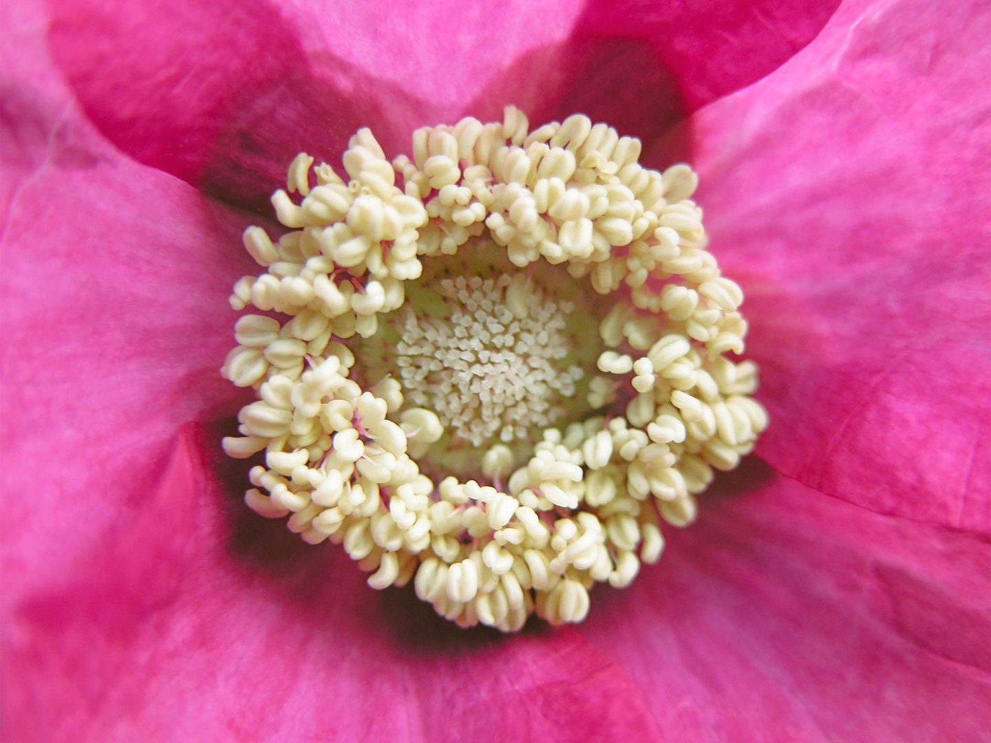 Rubus Odoratus Kunstværk af Pauline Snoeijs - Unik Naturkunst