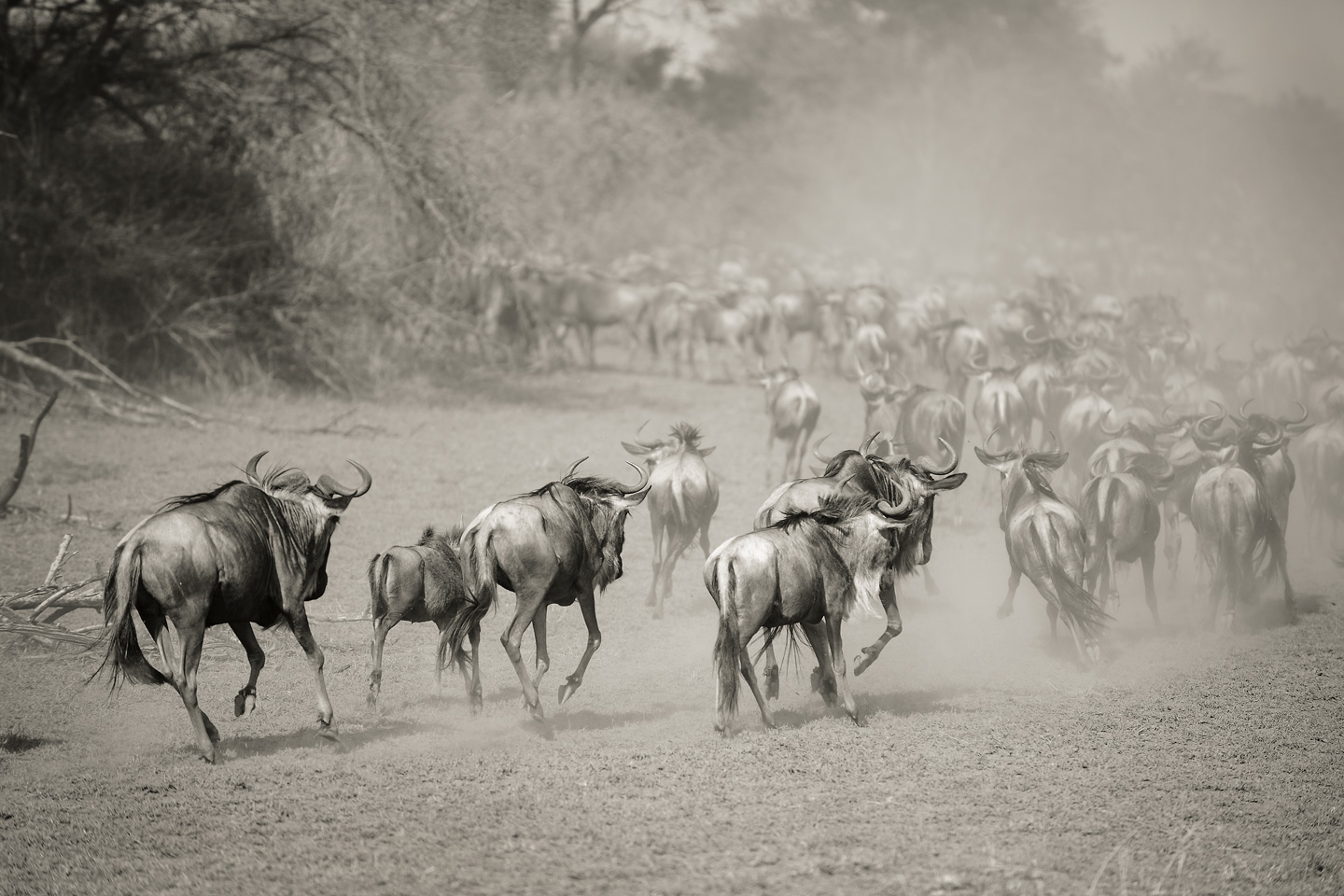 Wilderbeest i Serengeti – Unikt Kunstværk af Julie Aucoin