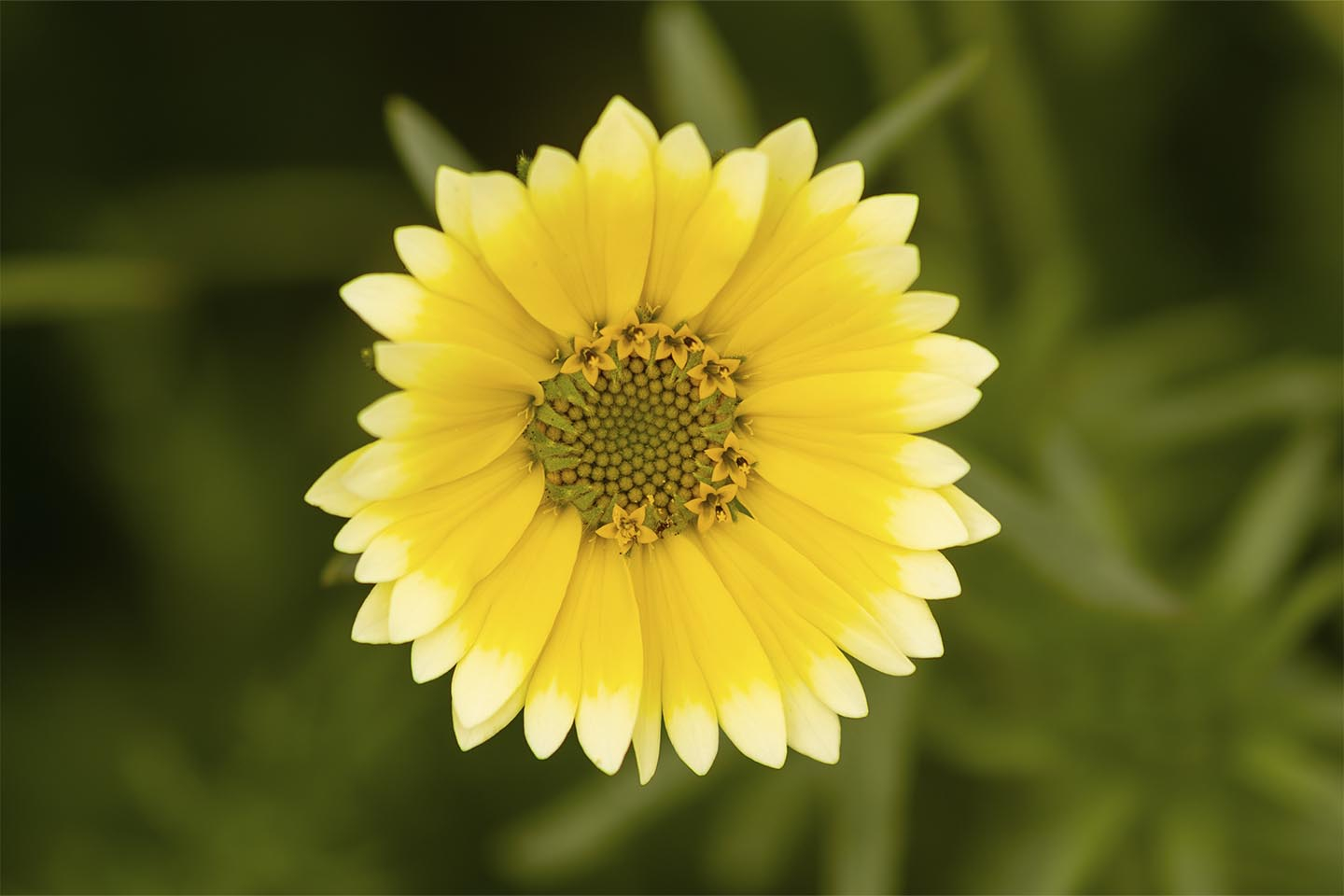 Smukt Gult Blomst Foto fra MSJ Natur Foto – Køb Nu!