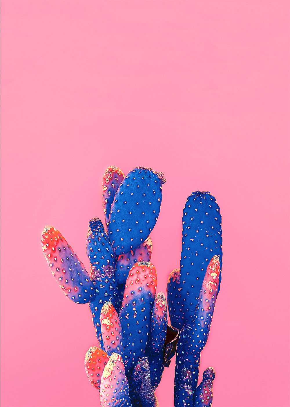 Unik Love Pink Kaktus Plakat – Pift Dit Hjem Op!