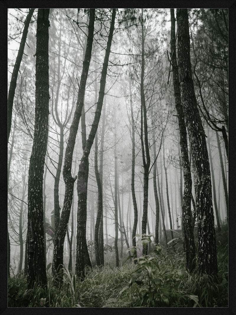 Morgendis i Skoven - Smuk Naturplakat fra Postersbyus