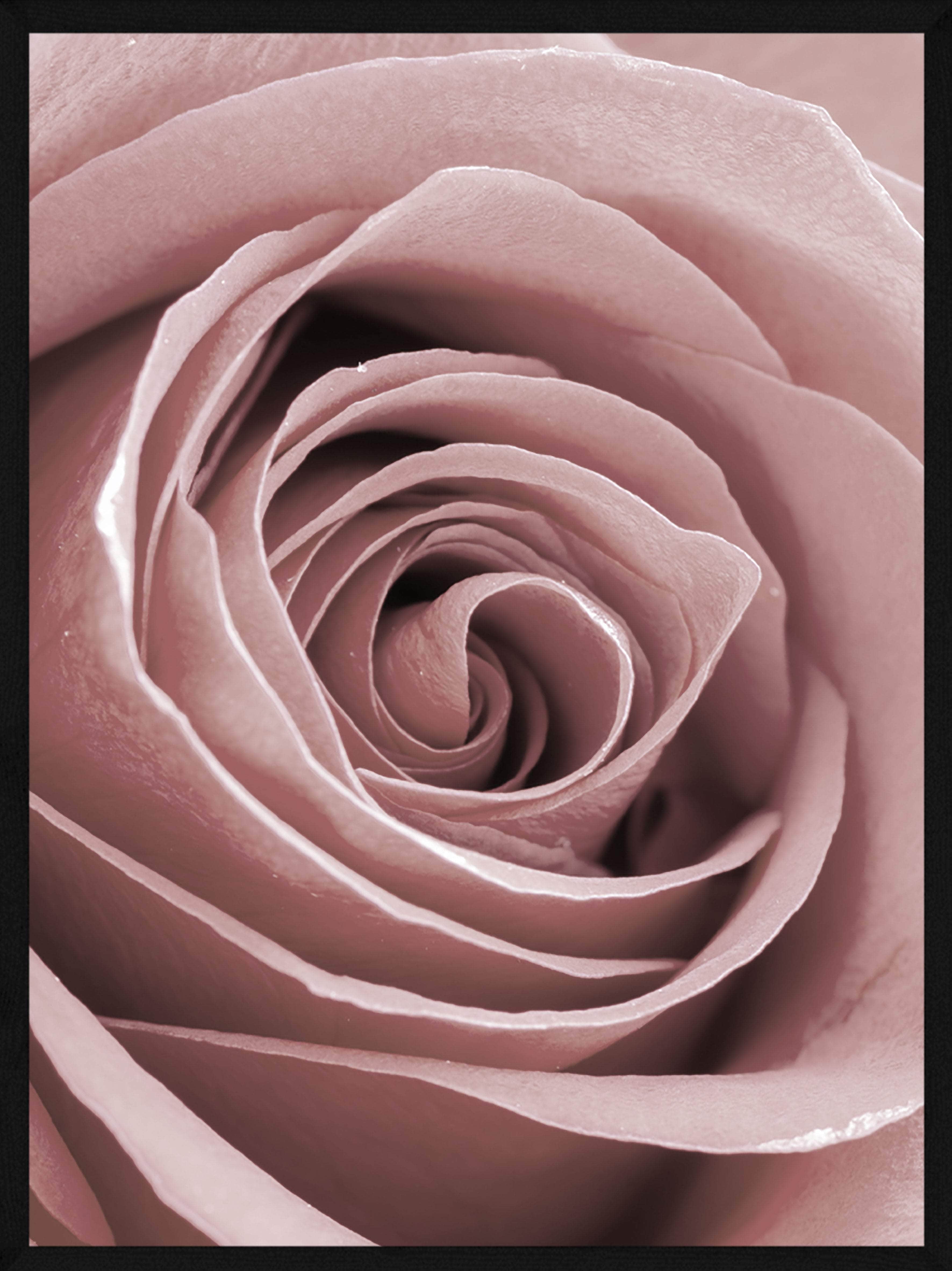 Rosen Close-up Plakat - Smuk Botanisk Kunst