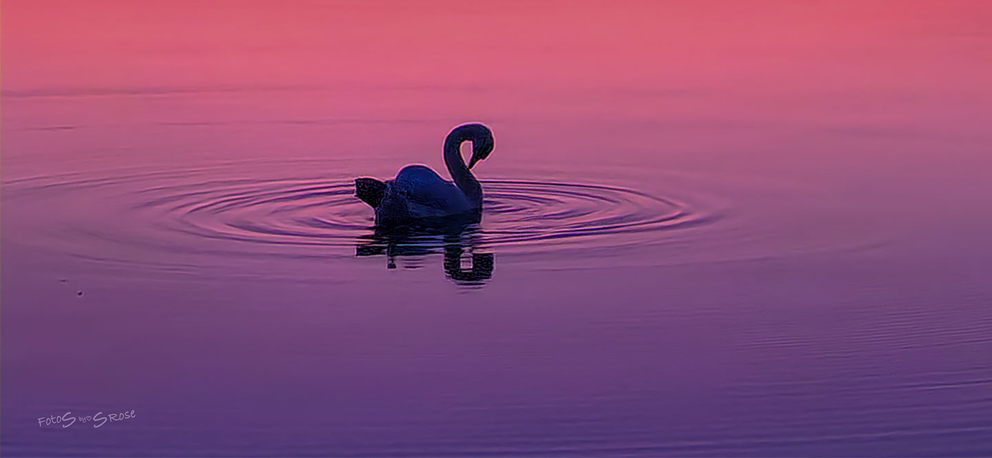 Unikt Kunstværk: Svane i Pink Solnedgang til Dit Hjem