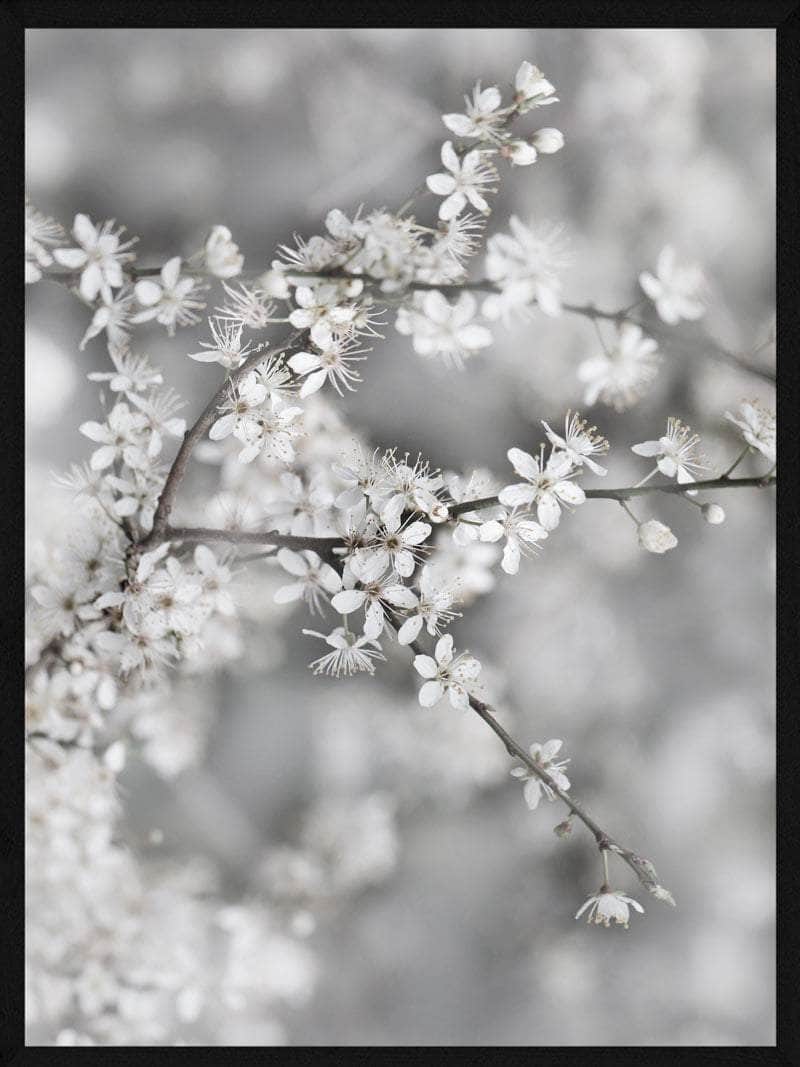 Plakat med Gren og Hvide Blomster – Botanisk Kunst