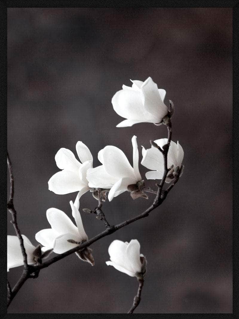 Magnolia Blomster Plakat - Elegant Botanisk Kunsttryk